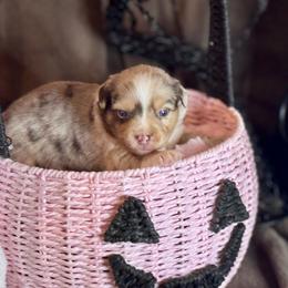 Pinkie Pie - Red merle female Australian Shepherd puppy in California from Eagle River Aussies