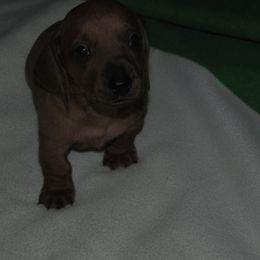 Dachshund puppies from Lori's Cavalier King Charles Spaniels & Dachshunds