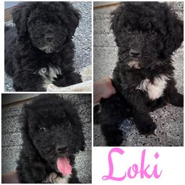 Loki (Purple6) - Black female Goldendoodle puppy in Ankeny, Iowa from Iowadoodles2love
