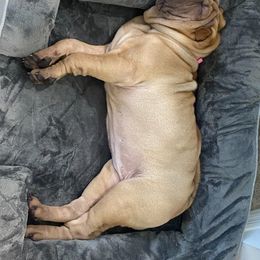 Chinese Shar-Pei Puppies from Sunspire Shar-Pei