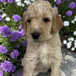 Hans - Cream male Poodle puppy in Prosperity, Pennsylvania from Stelladoodles & Company