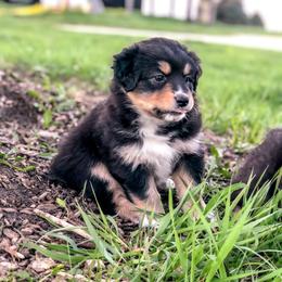 Australian Shepherd Puppies from Beaver Creek Aussies