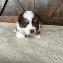 Blaze - Red & white male Miniature Australian Shepherd puppy in Oroville, Washington from High Mountain Aussies