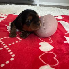 Gem Girl - Black gold and white female Shorkie puppy in San Tan Valley, Arizona from Great Mates