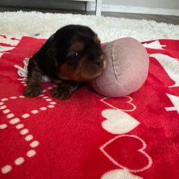 Gem Girl - Black gold and white female Shorkie puppy in San Tan Valley, Arizona from Great Mates