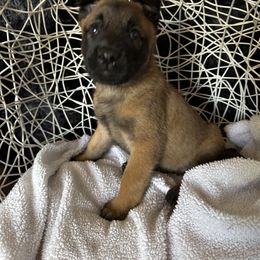 Belgian Malinois Puppies from Care 2 Protect