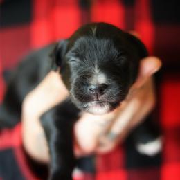 Grimm - Black & white male Miniature American Shepherd puppy in Battle Ground, Washington from Casita Miniature American Shepherds