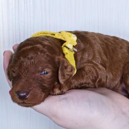 Honey - Red  female Poodle puppy in Abilene, Texas from Mesquite Kennels