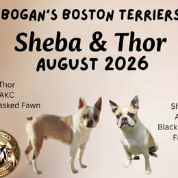 Boston Terrier puppies from Bogan's Boston's