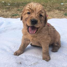 Berry- Hot pink collar (2nd pick female) - Dark golden female Golden Retriever puppy in Tenino, Washington from Oak River Goldens'