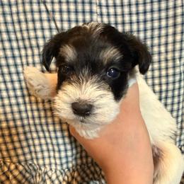 Femi - Parti male Miniature Schnauzer puppy in Scottsboro, Alabama from EsKay Mini Schnauzers