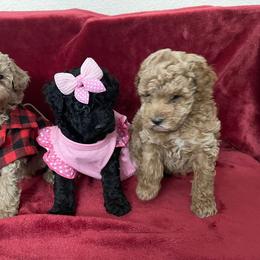 Pekingese and Poodle Puppies from Dogs lovers
