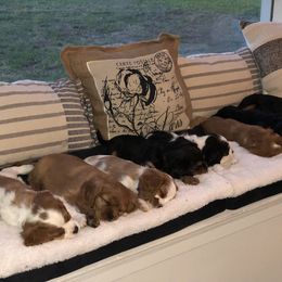 Cavalier King Charles Spaniel Puppies from Colorful Cavaliers