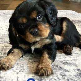 Cavalier King Charles Spaniel puppies from Parkside Cavaliers