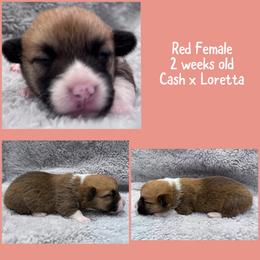 Red female - Red female Pembroke Welsh Corgi puppy in Stephenville, Texas from Rising JM Pembrokes