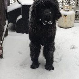 Newfoundlands from Lori Eldridge
