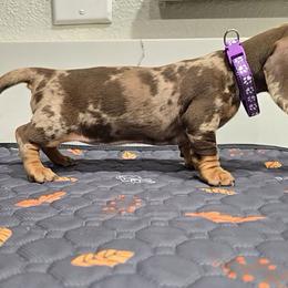 Chocolate dapple female - Dapple female Dachshund puppy in Hesperia, California from VOM HAUSE Imperial