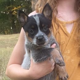 Star - Blue female Australian Cattle Dog puppy in Devalls Bluff, Arkansas from Coolhand's Australian Cattle Dogs