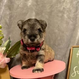 Darcy-Pink Collar - Salt and pepper female Miniature Schnauzer puppy in Atoka, Oklahoma from Boggy Depot Cavaliers & Friends