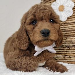 Amber - Red  female Goldendoodle puppy in Temecula, California from Oodles O'Doodles