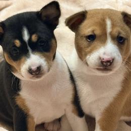 Girl 1 - Black tan and white female Basenji puppy in Chatsworth, California from Royal Basenji