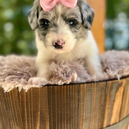 Bernedoodle and Goldendoodle Puppies from Cozy Creek Doodles