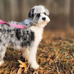 Bonnie - Aussiedoodle