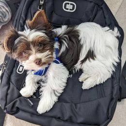 Yorkshire Terriers from Yorkies of Boston