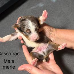 Sassafras - Blue merle male Bernedoodle puppy in Campbellsville, Kentucky from Blue Belle Hills Bernedoodles