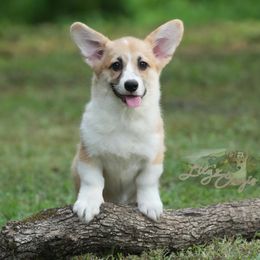 Purple Collar - White and red Pembroke Welsh Corgi puppy in Terrell, Texas from Lily's Pembroke Welsh Corgis
