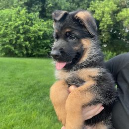 Boy 1 Blue - German Shepherd puppy from Von Palmore Hof