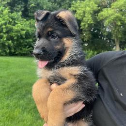 Boy 1 Blue - German Shepherd puppy from Von Palmore Hof
