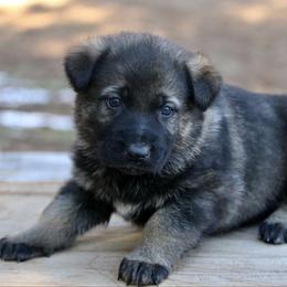 Sable Male-1 - Sable male German Shepherd puppy in Cumming, Georgia from Cainedelup