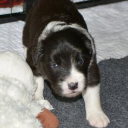 Stretch - Black and white male Border Collie puppy in Olney, Illinois from Heronwood Border Collies