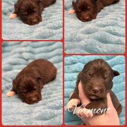 Vermont - Red and white male Siberian Husky puppy in London, Ohio from Rose Trail Siberian’s