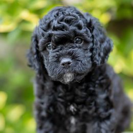 Cavapoo Puppies from Franklin Ranch Pups