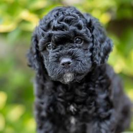 Cavapoo Puppies from Franklin Ranch Pups