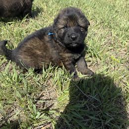 Blue male - Sable male German Shepherd puppy in Herrick, South Dakota from Dakota Shepherds Kennels