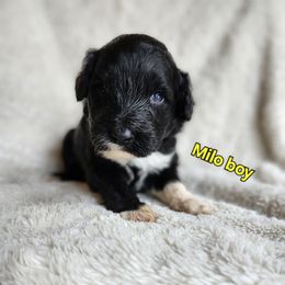 Milo - Black and white male Portuguese Water Dog puppy in Narvon, Pennsylvania from Prized Family Porties