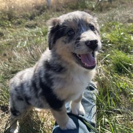 Boy 7 - Blue merle Australian Shepherd puppy in Otis, Oregon from Heritage Hill Aussies
