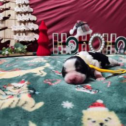 Kringle - Black white and tan male English Springer Spaniel puppy in Westover, Maryland from Sterling's springer Haven