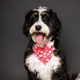 Shelby - Bernedoodle