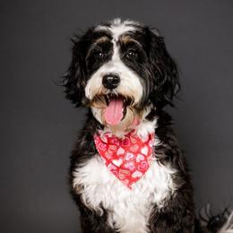 Shelby - Bernedoodle