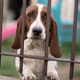 Basset Hounds from Hays Family Homstead