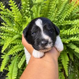 Benny - Parti male Miniature Schnauzer puppy in Dorr, Michigan from Enchanted Paws