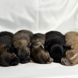 Pomeranian puppies from Torrey Hills Poms