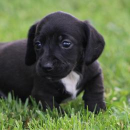 Hank - Black male Dachshund puppy in Greenup, Kentucky from Tygart Creek Dachshunds