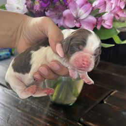 Girl 1 - female English Springer Spaniel puppy in Vacaville, California from Goldridge Springers