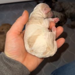 Female 1 - Parti female Goldendoodle puppy in Etna, California from SRS Goldendoodles