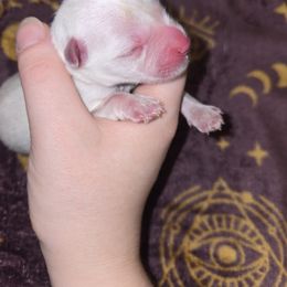 French Bulldog and Miniature Schnauzer Puppies from Olivia's Miniature Schnauzer's and French Bulldogs